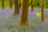 bluebells (2024)