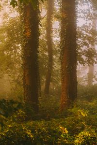 RonjaLinssen trees